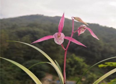 兰花长侧芽怎么处理 兰花萌芽时期该怎么处理长得旺盛