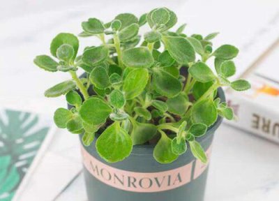 碰碰香耐寒吗 碰碰香最低耐寒温度与过冬方法