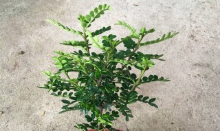 清香木怎么养才能旺盛 清香木如何养才能旺盛