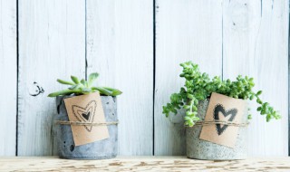 珊瑚掌的养殖方法 珊瑚掌养殖的窍门