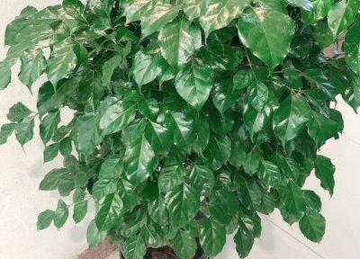 绿宝树枝叶全剪后能晒太阳吗 绿宝树叶子剪光了还能活吗