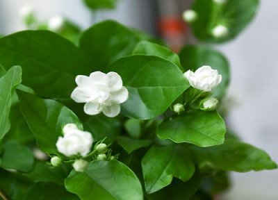 夏季茉莉花怎么养护 夏季茉莉花如何正确养护