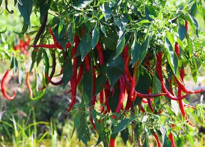 盆栽辣椒可以用淘米水浇吗 淘米水发酵后能浇辣椒吗