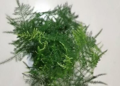 文竹不绿怎么回事 文竹不够葱郁是什么原因导致的