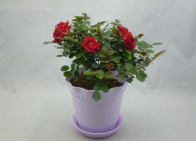 如何养月季花盆栽 盆栽月季花的养殖方法