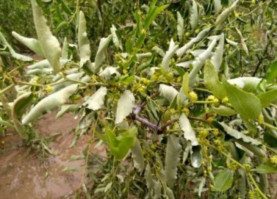 枣树种植中常见病害 枣树病虫害防治技术与方法措施