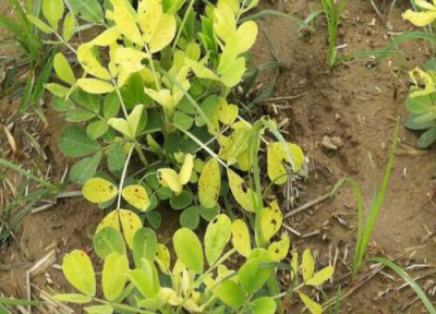 花生黄叶是什么原因 黄叶原因和解决方法