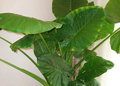 滴水观音移栽时间 滴水观音什么时候移栽最合适