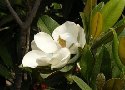 黑金刚橡皮树开花吗 开花长的什么样子