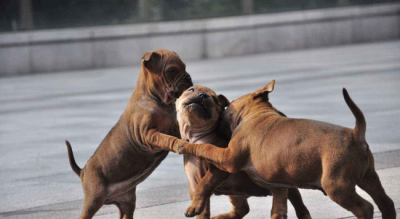 知名猎犬品种大全 世界十大著名猎犬品种排名及图片
