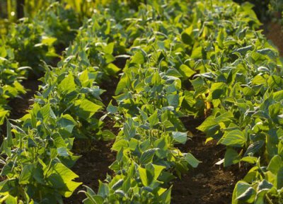 一亩地等于多少平方米面积 一公顷等于多少亩计算公式