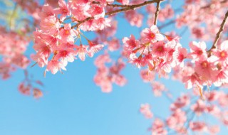 日本樱花几月份开花 日本樱花什么时候开花