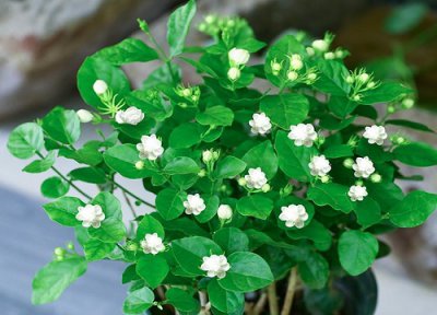 盆栽茉莉花需要阳光充足吗 家里养茉莉花注意事项