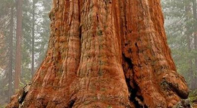 世界上最大的树是哪棵树图片 谢尔曼将军树树龄3000年