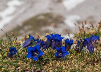 适合北方的药材种植 北方适合种植什么药材最赚钱