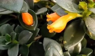 金鱼兰怎么养才能爆盆 金鱼兰如何养才能爆盆