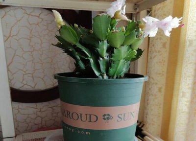 蟹爪兰掉花苞咋回事 蟹爪兰长满花苞容易掉落该怎么办