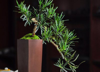 夏季罗汉松这样养护不黄叶 秋天罗汉松叶子发黄怎么办