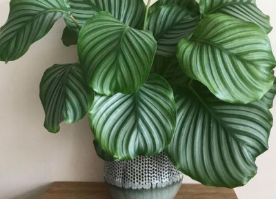 盆栽苹果竹芋焦边的原因 竹芋叶子焦边下垂怎么办