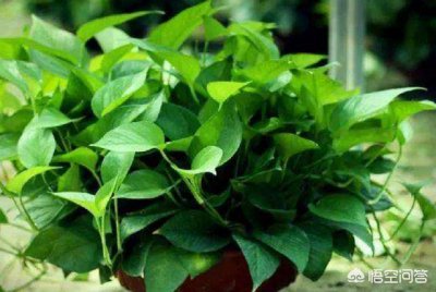 什么花好养活且适合家里 新手家里种什么花好看容易养