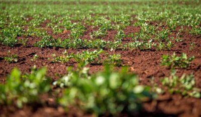 花生播种之前需要拌药吗 花生种前用什么药拌种好