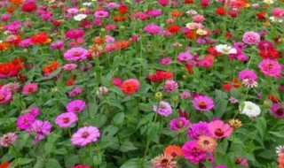 百日菊种子泡几天发芽 百日菊泡多长时间发芽