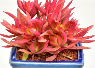 火祭多肉怎么养成红色才好看 多肉植物火祭养殖变红方法