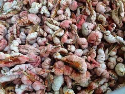 竹林里的竹笋能吃吗 大多数竹子的竹笋都可以吃