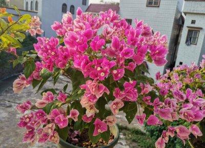 三角梅黄叶掉叶有何补救方法 叶子发黄落花怎么处理