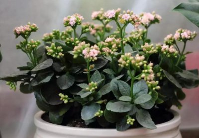 长寿花叶子发软怎么回事 买回来长寿花叶片发软不精神原因