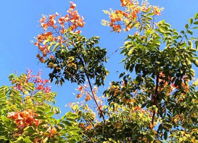 无患子简介 栾树和无患子区别