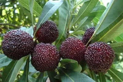 杨梅哪里产的最好吃 国内优质杨梅产地以及成熟时间