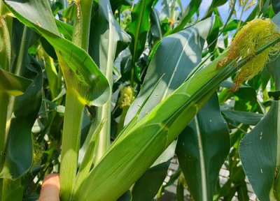 嘉禧100玉米品种介绍 嘉禧玉米种子审定号、产量特征