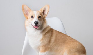 梦见被狗咬是什么意思 梦见被狗咬的含义