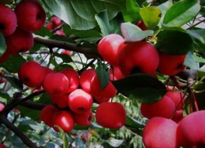 种植八棱海棠简介 八棱海棠几年结果实