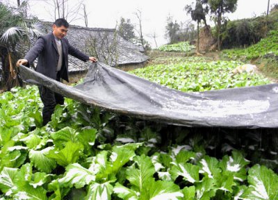 白菜能否用塑料布盖以防冻死 冬天防止白菜受冻方法