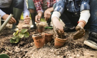 温州室外植物有哪些 适合温州露天四季盆栽植物有哪些