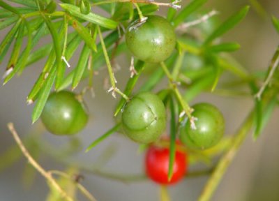 天门冬果实 天门冬果实能吃吗