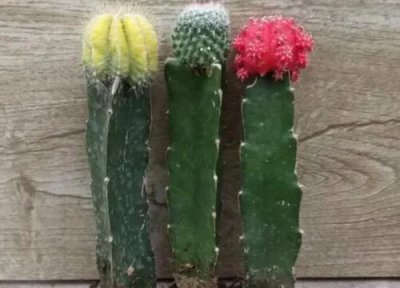 仙人掌养多久开花结果 种几年能开花