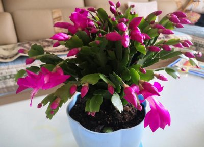 蟹爪兰开花如何养护 蟹爪兰开花后怎么进行养护