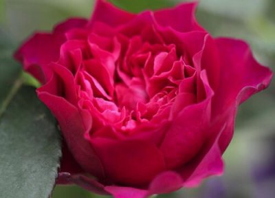 暮光之城月季是藤本还是灌木 暮光之城月季属于藤本还是灌木