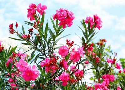 夹竹桃花有毒吗 接触了夹竹桃花会中毒吗