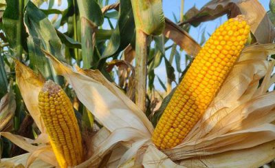 玉米秃尖特别严重怎么回事 秃尖缺粒产生原因及预防方法