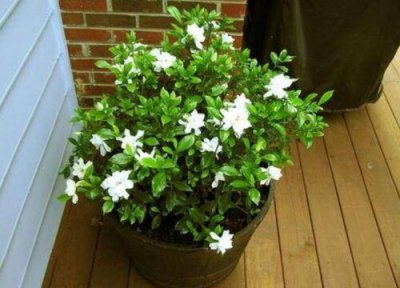 盆栽花卉好养活 盆栽花卉如何养护成活率高