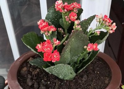 长寿花根系不发达怎么办 如何养根系粗壮开花更多