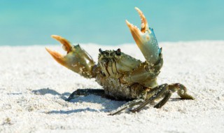 螃蟹屁股有一团海绵是什么 螃蟹屁股有一团海绵是啥东西呢