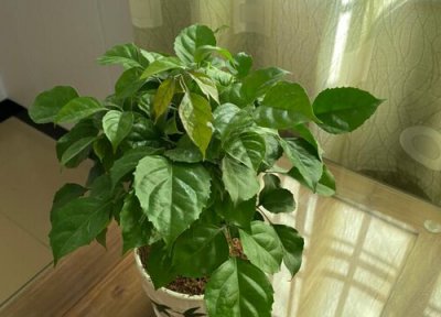 幸福树烂根怎么办 烂根的救治方法