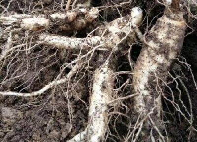 西洋参介绍 西洋参保存方法