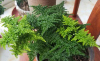 文竹室内好养活吗 家里室内文竹盆栽养殖方法与注意事项