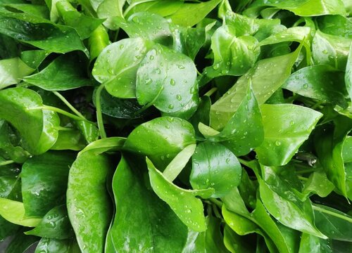 用什么方法绿萝长得快又绿